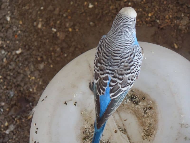 Australian parrot and sherazi pigeon pair 1 female 7