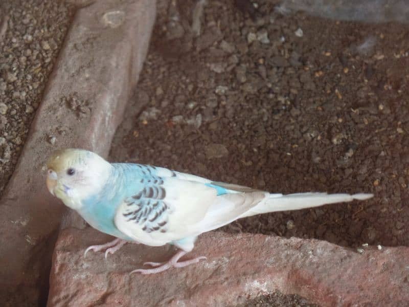 Australian parrot and sherazi pigeon pair 1 female 8