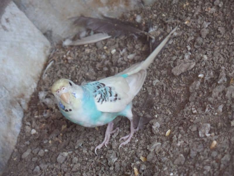 Australian parrot and sherazi pigeon pair 1 female 10