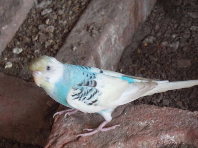 Australian parrot and sherazi pigeon pair 1 female 11