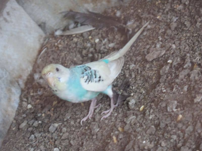 Australian parrot and sherazi pigeon pair 1 female 12