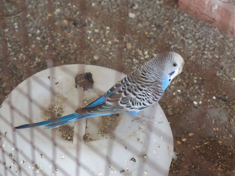 Australian parrot and sherazi pigeon pair 1 female 13