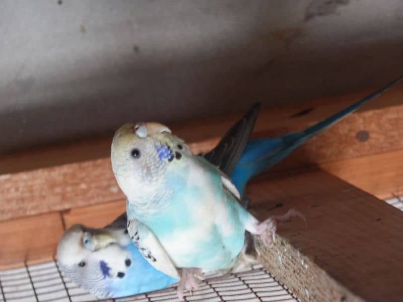 Australian parrot and sherazi pigeon pair 1 female 14