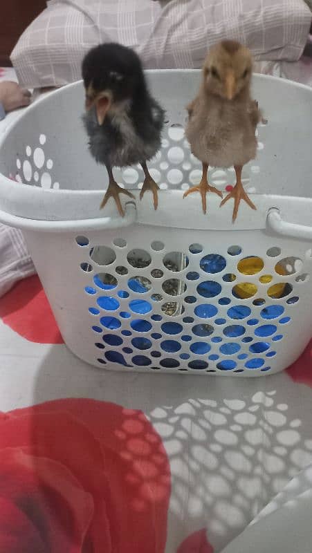 Sindhi Aseel Chicks for Sale 0