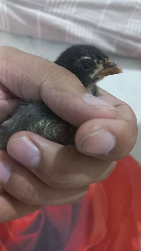 Sindhi Aseel Chicks for Sale 2