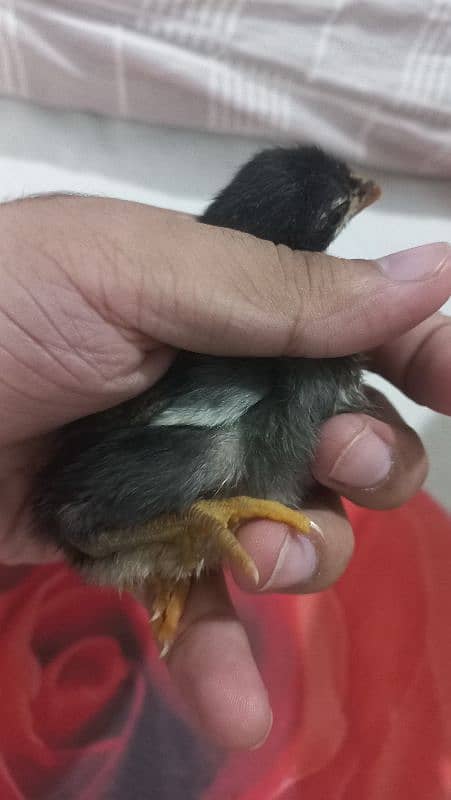 Sindhi Aseel Chicks for Sale 3