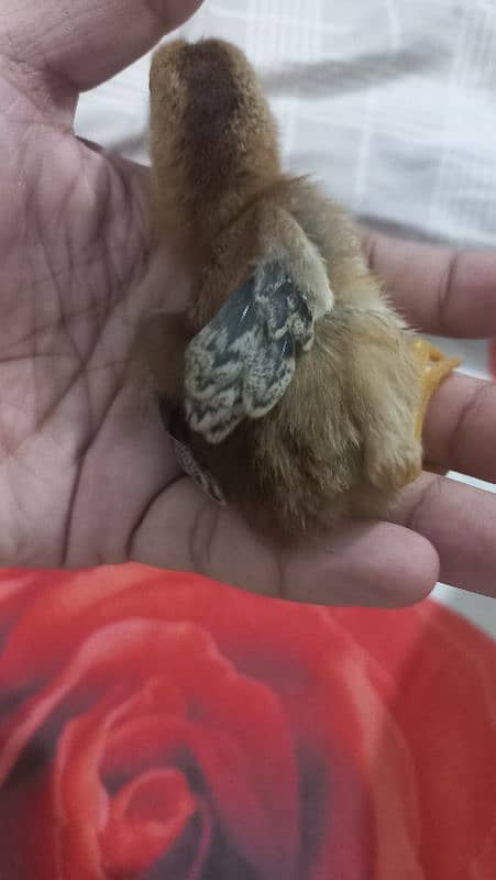 Sindhi Aseel Chicks for Sale 7