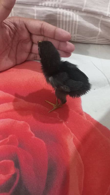 Sindhi Aseel Chicks for Sale 8