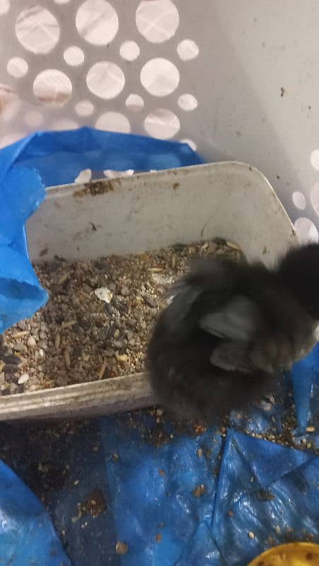 Sindhi Aseel Chicks for Sale 11