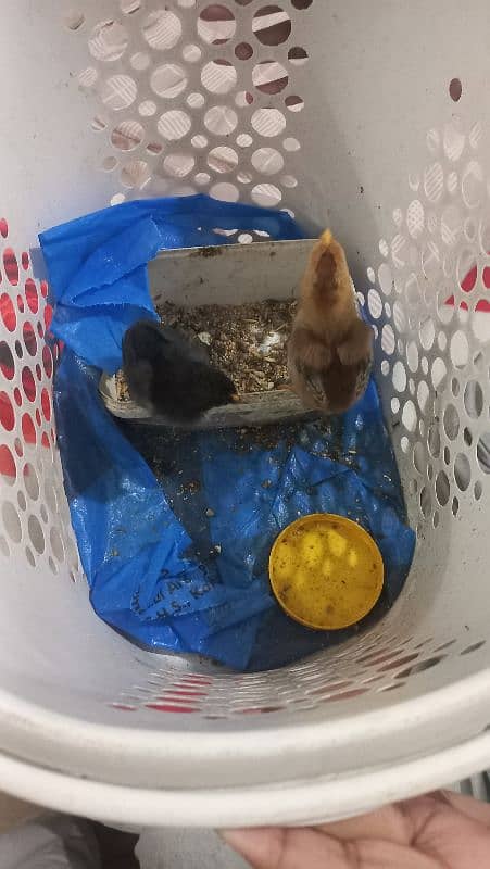 Sindhi Aseel Chicks for Sale 12