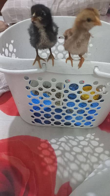 Sindhi Aseel Chicks for Sale 15