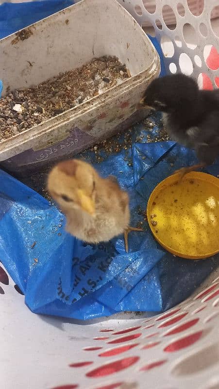 Sindhi Aseel Chicks for Sale 16