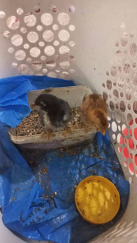 Sindhi Aseel Chicks for Sale 17