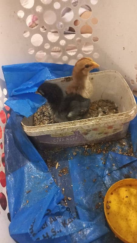 Sindhi Aseel Chicks for Sale 18