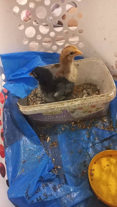 Sindhi Aseel Chicks for Sale 19