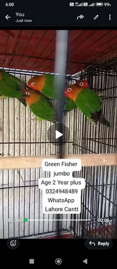 Green Fisher Lovebirds Breeder pair