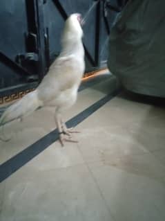 Paper white heera breeder for sale 0