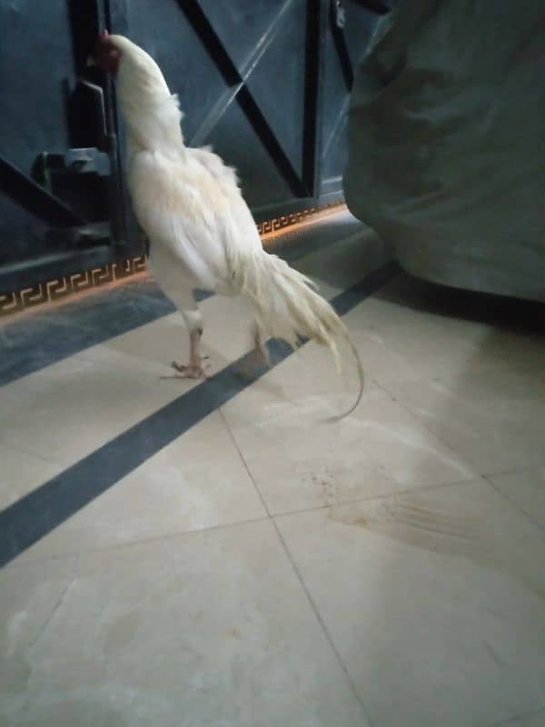 Paper white heera breeder for sale 1