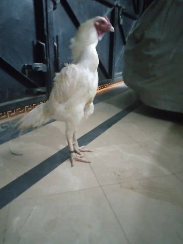 Paper white heera breeder for sale 3