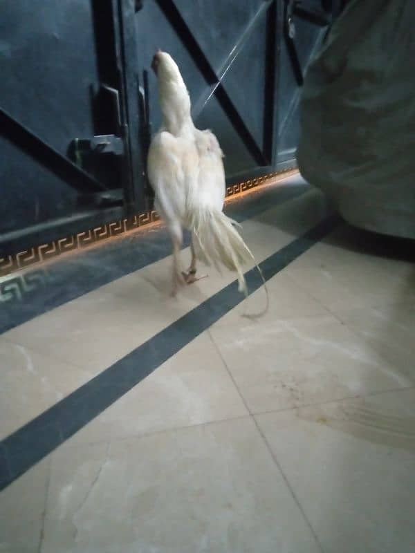 Paper white heera breeder for sale 4