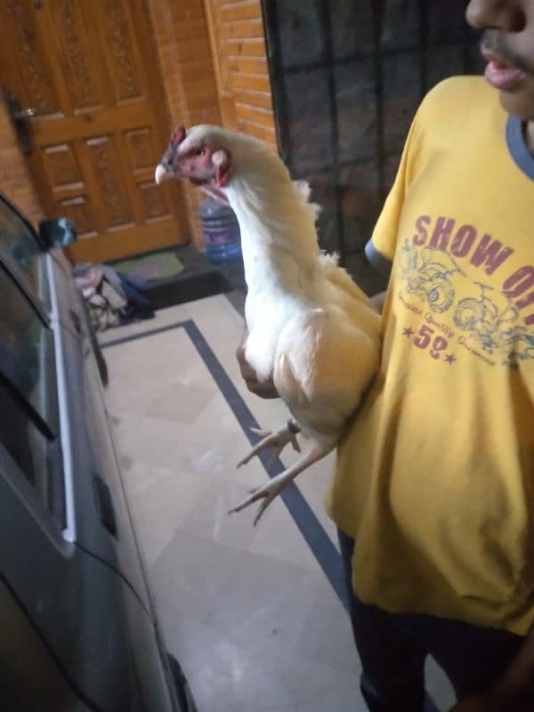 Paper white heera breeder for sale 10