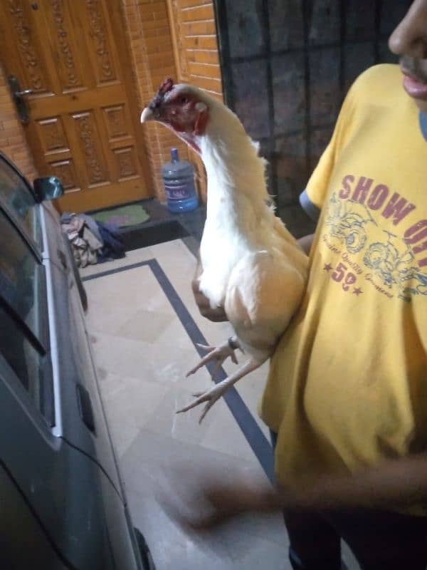 Paper white heera breeder for sale 11