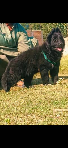 black shepherd proper long coat female puppy available for sale