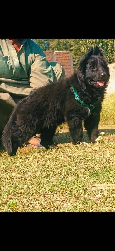 black shepherd proper long coat female puppy available for sale 0