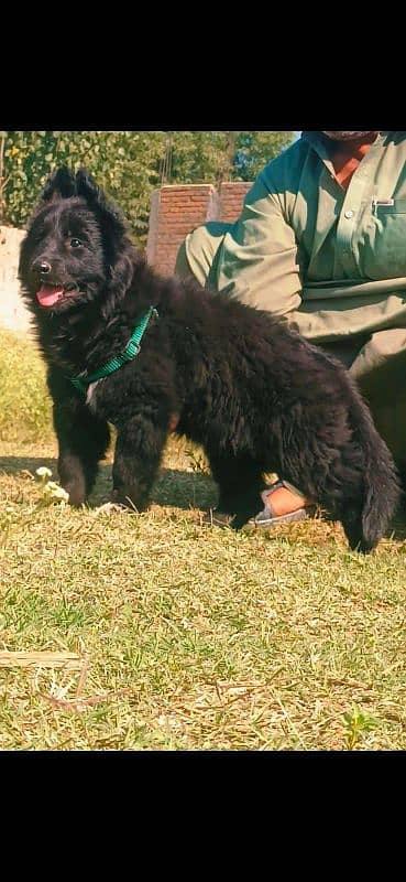 black shepherd proper long coat female puppy available for sale 1