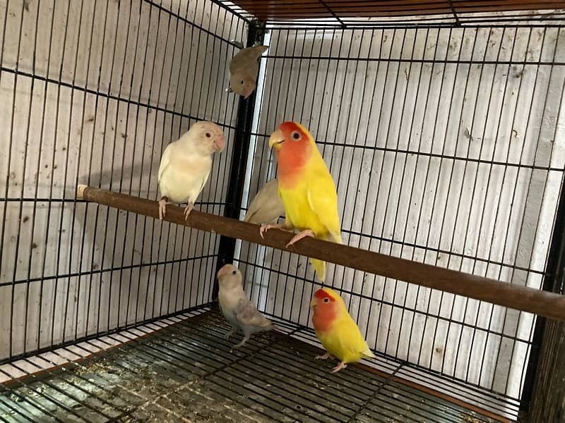 lovebirds for sale 3