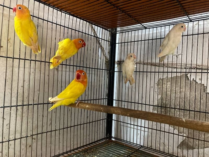 lovebirds for sale 5