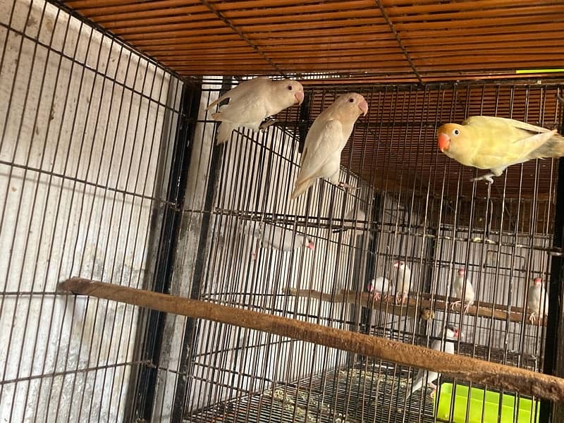 lovebirds for sale 6