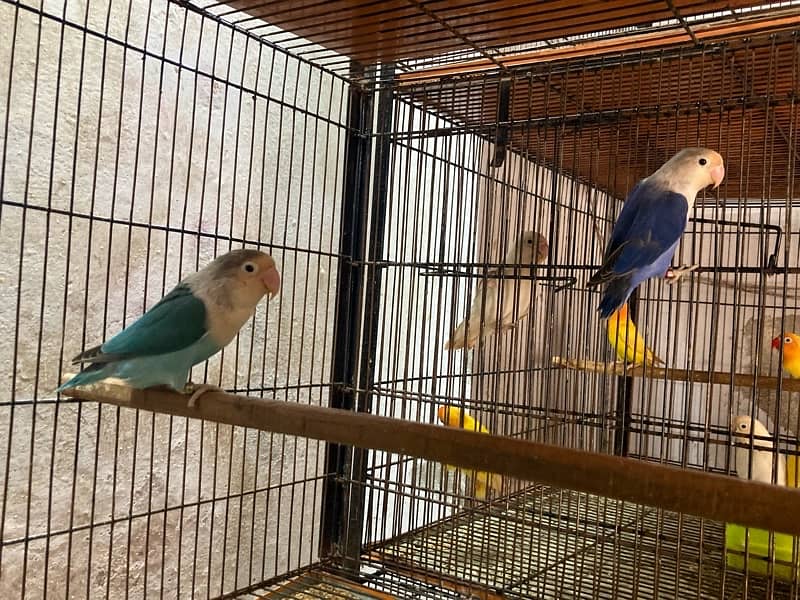 lovebirds for sale 7