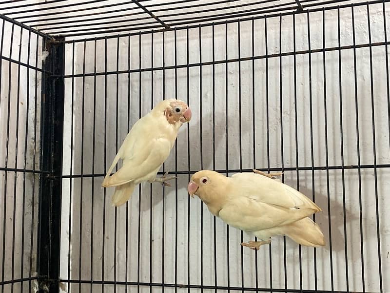 lovebirds for sale 9