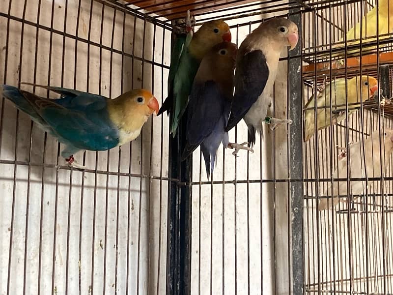 lovebirds for sale 12