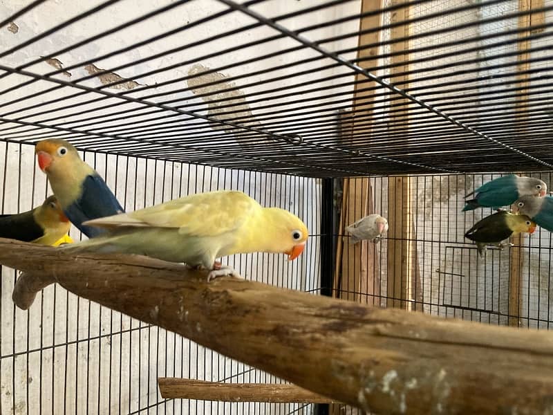 lovebirds for sale 15