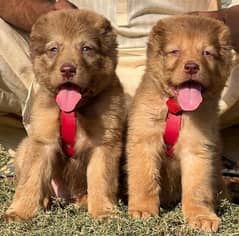 Bakarwal puppies pair full security dogs havey bone for sale 0