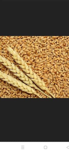 Wheat for sale