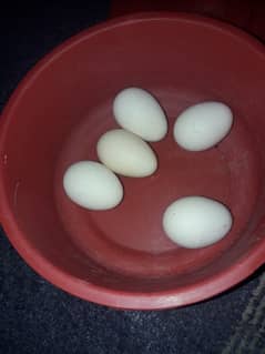 hera eggs 0