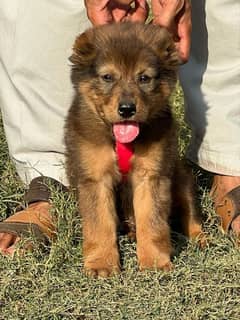 Bakarwal puppy male full security dog havey bone for sale