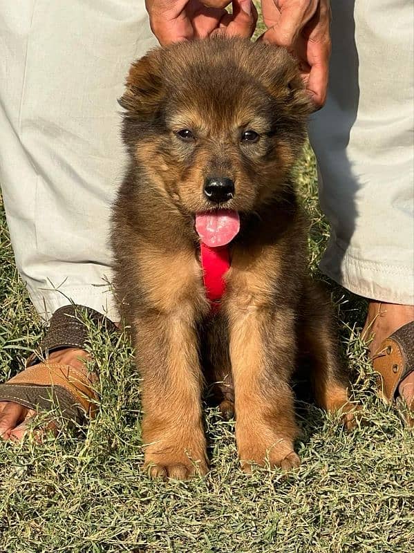 Bakarwal puppy male full security dog havey bone for sale 0