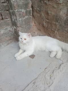 Parsian Cat male for sale triple coat