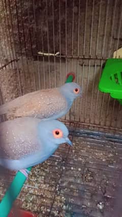 Dove breader pair 0