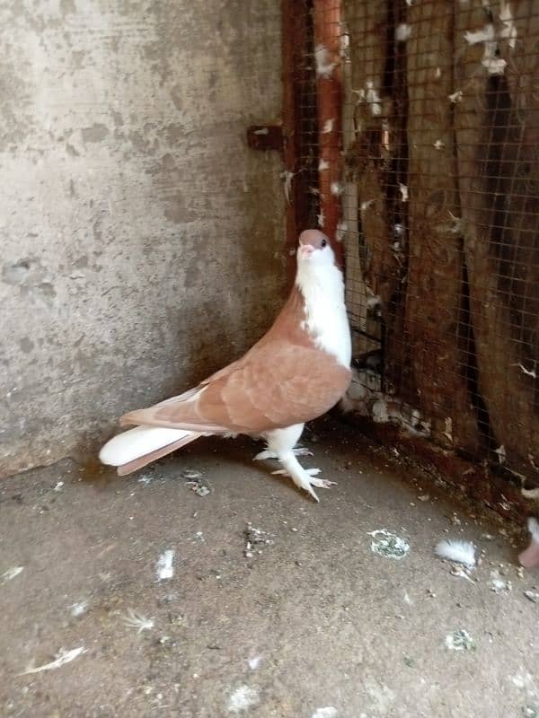 Fancy bird for sale 3