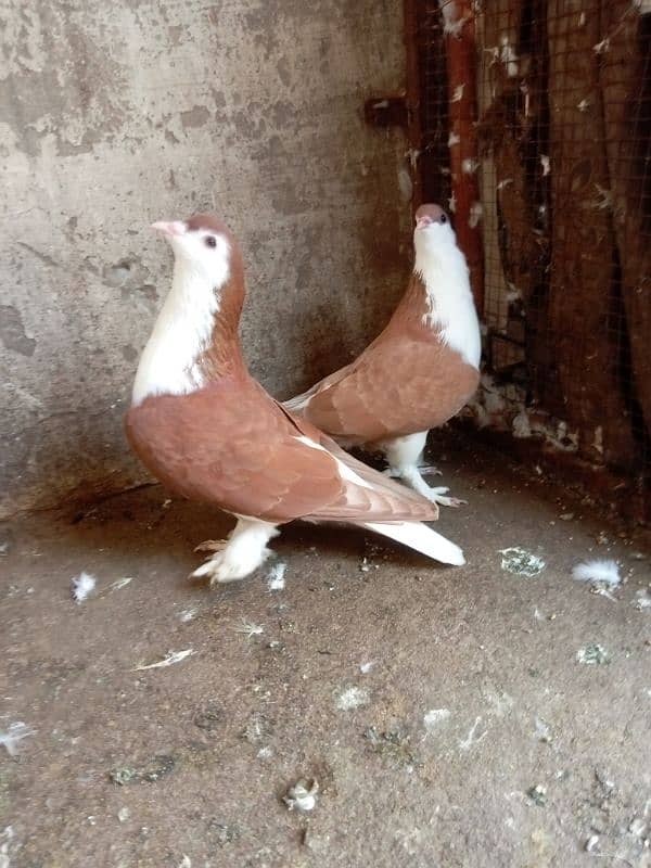 Fancy bird for sale 4