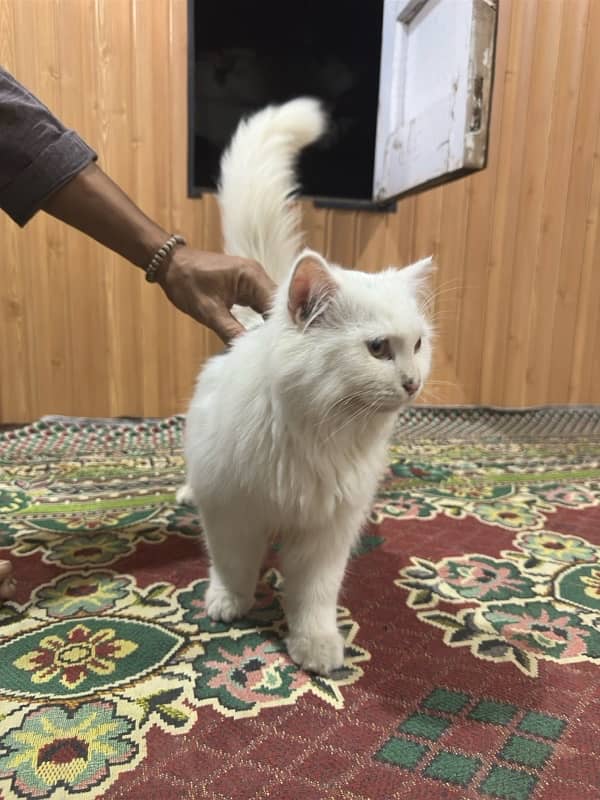 Triple coat Persian cat 2