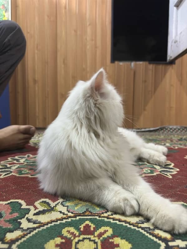 Triple coat Persian cat 3