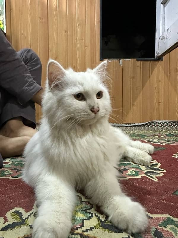 Triple coat Persian cat 4