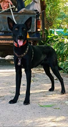 Black Alshahion Dog Male Available Age 4 month