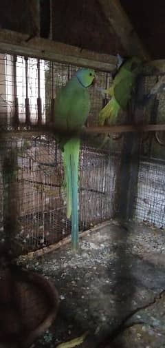 Green Parrots